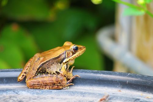 frog amphibians wildlife
