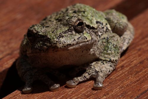 frog amphibian nature