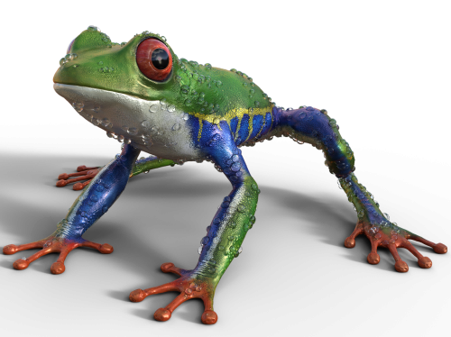 frog nature exotics