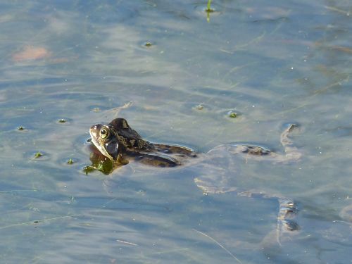 frog pond curious
