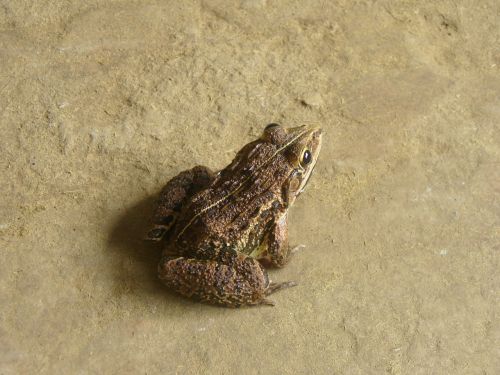 frog amphibian toad