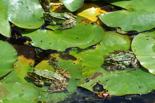 frog  pond  moor
