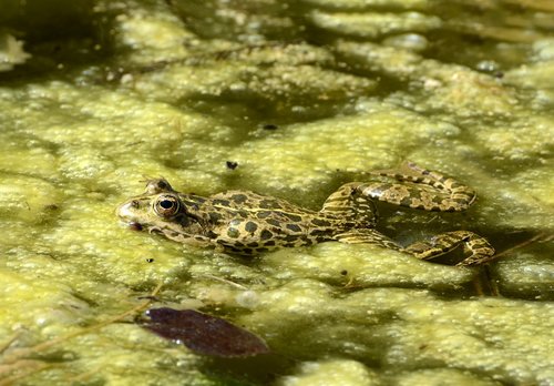 frog  animal  nature