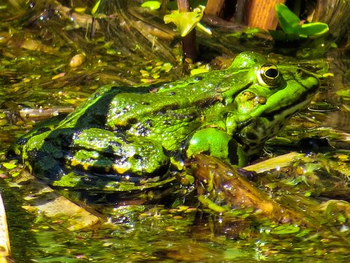 frog  amphibian  nature