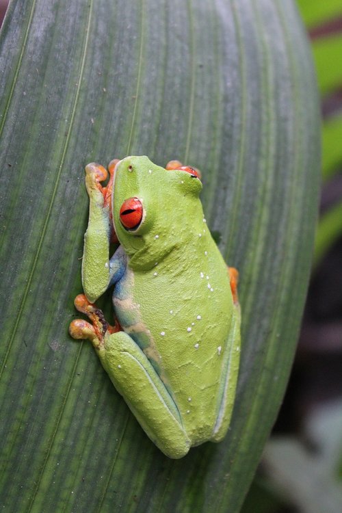 frog  nature  amphibian