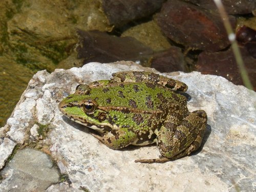 frog  green frog  raft