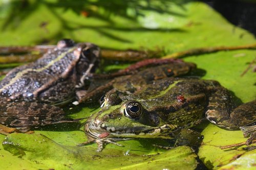 frog  amphibian  nature