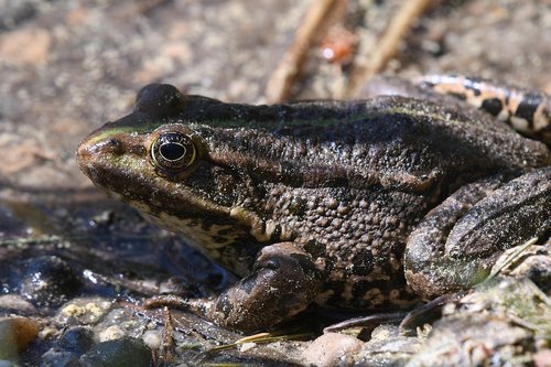frog  amphibian  nature