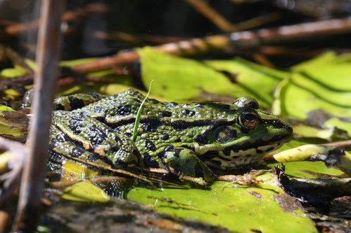 frog  amphibian  nature