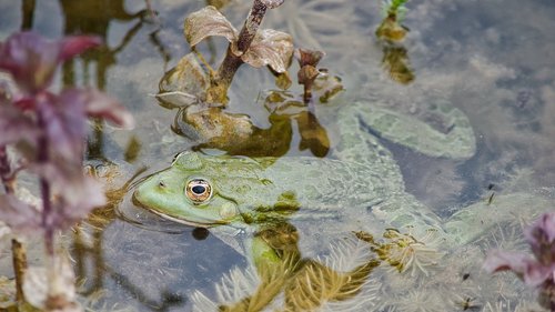 frog  waters  nature