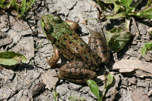 frog amphibian ground