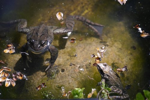 frog  amphibian  garden pond