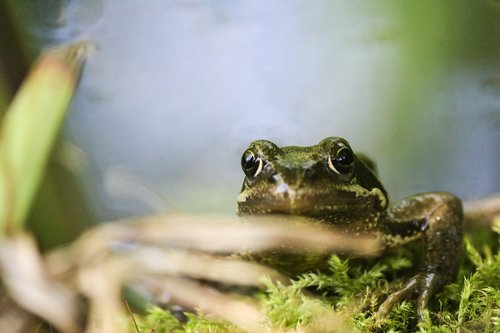 frog  amphibious  nature