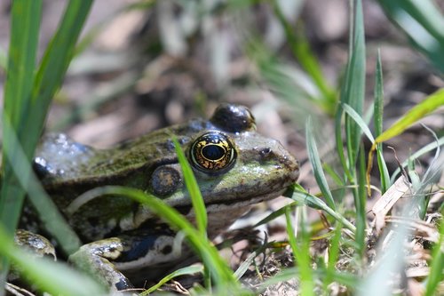 frog  grass  nature