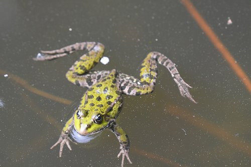 frog  swim  nature