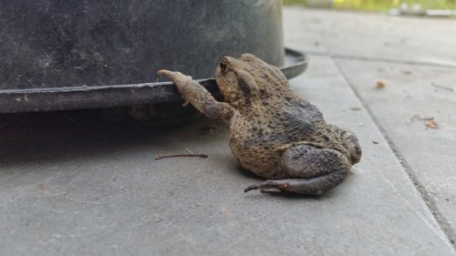 frog  path  bucket