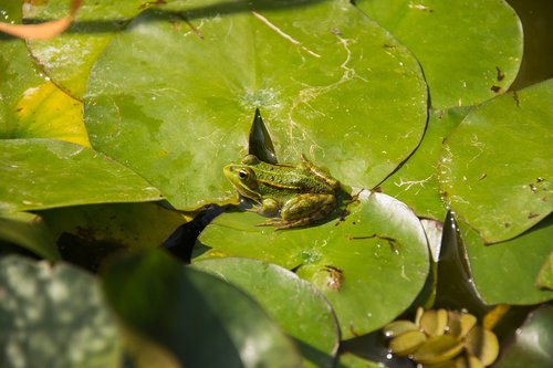 frog  water lily  aquatic plants