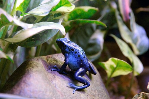 frog  dendrobates  dendrobates azureus