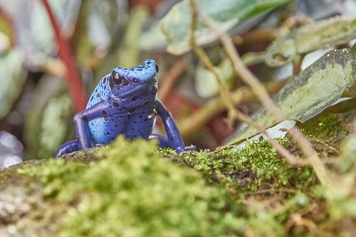 frog  blue  toxic