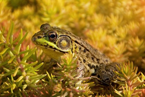 frog  amphibian  bullfrog