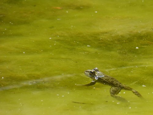 frog  raft  batrachian