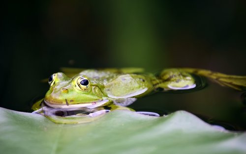 frog  green  green frog