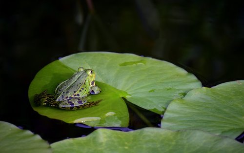 frog  green  green frog