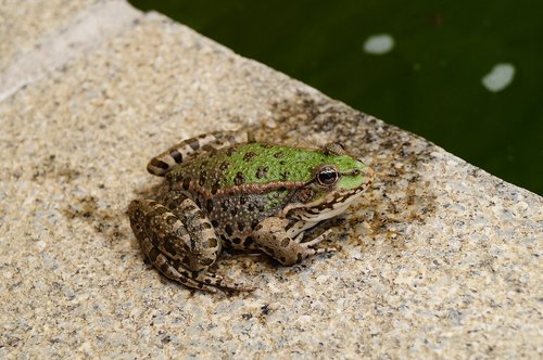 frog  green  pond