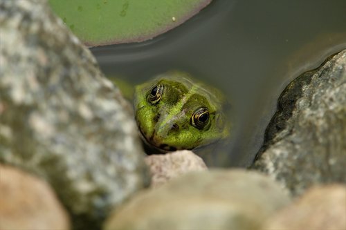 frog  frog pond  animal