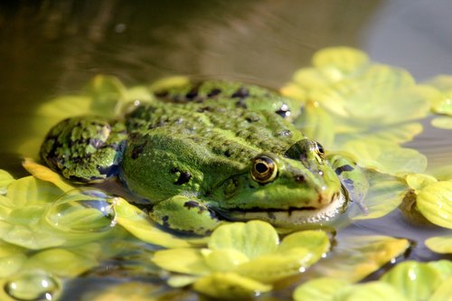 frog  frog pond  amphibian