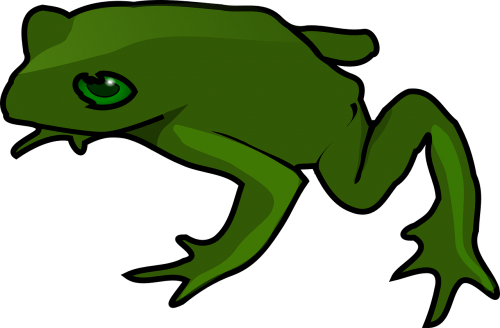 frog green amphibian