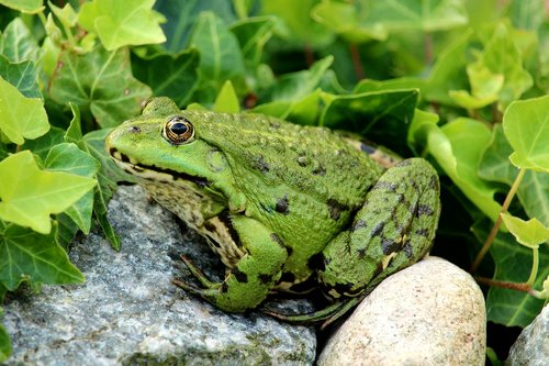 frog  frog pond  close up