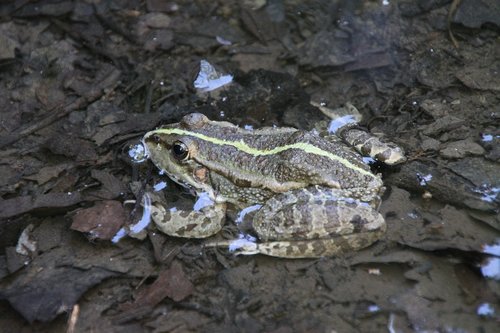 frog  water  amphibian