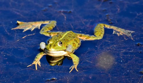 frog  pond  animal