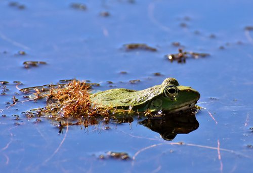 frog  pond  animal