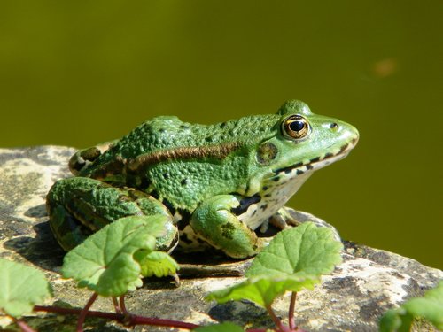 frog  toad  green