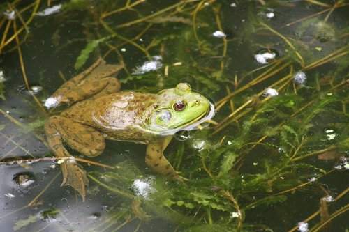 frog  swim  green