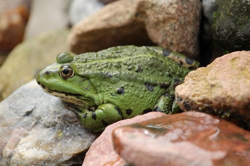frog  frog pond  green