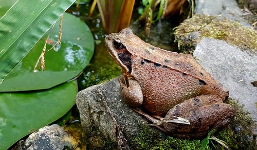 frog  animal  nature