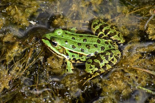 frog  amphibians  green