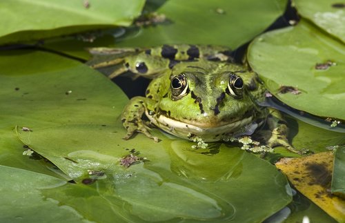 frog  pond  close up