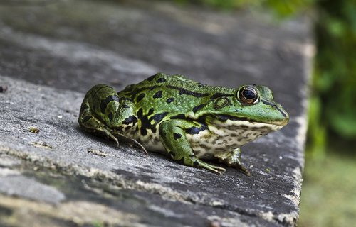 frog  close up  green