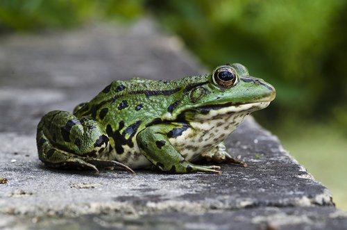 frog  close up  green