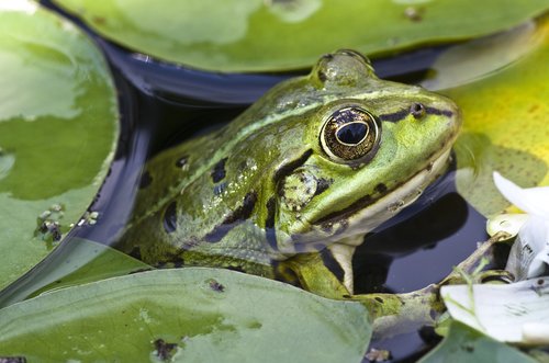 frog  close up  pond