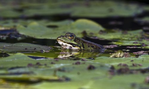 frog  pond  close up