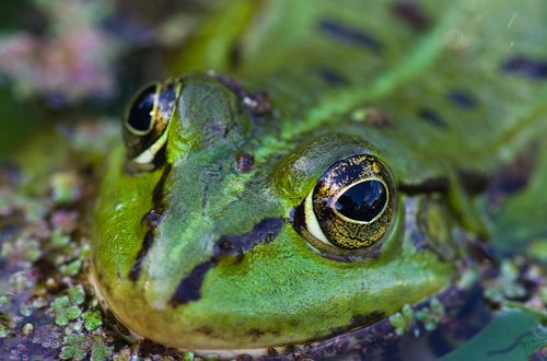 frog  water  eyes