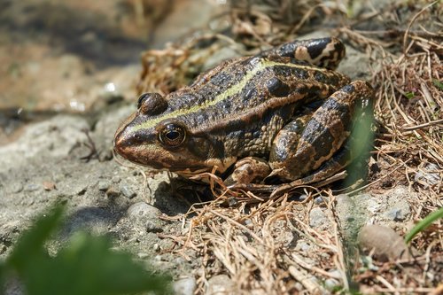 frog  amphibian  pond