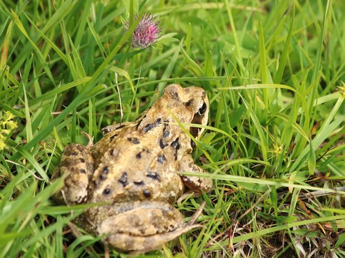 frog  toad  amphibian