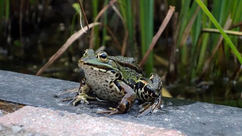 frog  amphibian  green