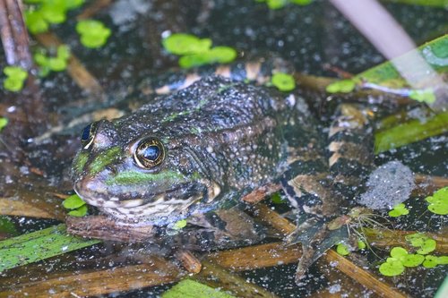 frog  toad  water